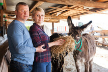 Portrait Of Positive Family Couple Feeding Donkeys On Farm In Sunny Day