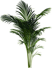 Front View Plant (Golden Cane Palm Dypsis Lutescens 2) Flower Tree Png Illustration Vector