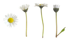 Daisy, Bellis Perennis Collection Isolated On White Background