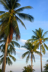 Sticker - A coconut tree in the background of the morning sky The golden light from the morning light makes it beautiful. Tropical atmosphere in Asia, take a shot from the angle up.