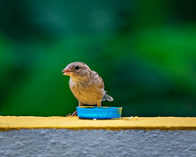 Selective Focus, Shallow Depth Of Field , Isolated Image Of A Female Sparrow Eating On Wall With Clear Green Background.
