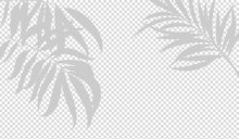 Transparent Shadow Effects. Vector With Shadow Overlays On Transparent Background. Vector Transparent Shadows Of Palm Leaf, Leaves