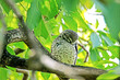 The Spotted owlet on a branch in nature