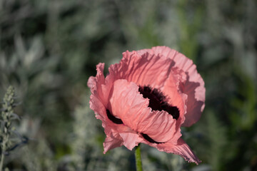 Wall Mural - Large pink poppies on a background of green leaves.