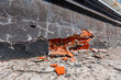 © Parilov - Crack in brick building wall of home with cracked defects foundation