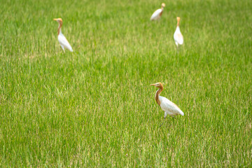 A white egret bird with yellow head is standing in rice paddy field. Animal and wildlife in natural condition.