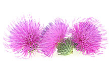 Three Flowers Of Milk Thistle Plant Isolated On A White Background. Alternative Medicine Concept.
