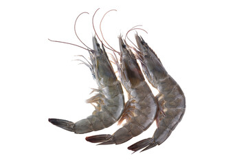 Wall Mural - Fresh shrimps,prawns isolated on white background