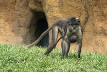 Mangabey Monkey Ape Mother And Son
