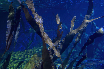 kelp forest ocean underwater seascape