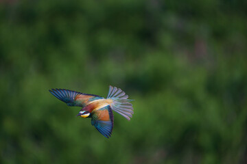 Wall Mural - European bee-eater (Merops Apiaster) in natural habitat.