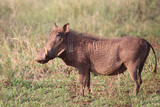 Fototapeta Sawanna - Warzenschwein / Warthog / Phacochoerus africanus