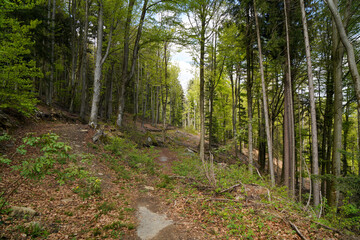 Fototapeta forest areas in germany photographed in the spring month of may
