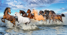  Horses Running On Beach Through Sea Water