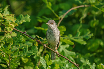 Poster - Barred Warbler (Sylvia nisoria) perched on a thorny branch