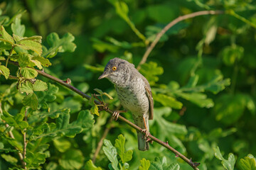 Poster - Barred Warbler (Sylvia nisoria) perched on a thorny branch