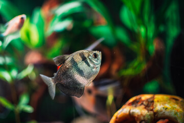 Canvas Print - Gymnocorymbus ternetzi in a tropical aquarium