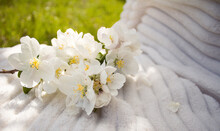 White Flowers On Wooden Background