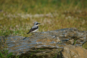 Wall Mural - Northern Wheatear (Oenanthe oenanthe) perched on a rock