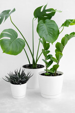 A Collection Of Various Indoor Plants: Succulents, Haworthia, Zamiokulkas And Monstera Deliciosa Or Swiss Cheese Plant In White Flower Pots On A Light Background. Home Gardening Concept