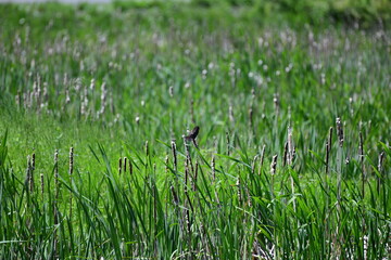 bird in a grass field