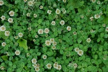 natural plant texture of white small  flowers on green small clover leaves in nature
