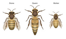 Honey Bee Biology: Queens, Drones And Workers