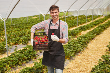 Sticker - Cheerful gardener with box of strawberry in greenhouse