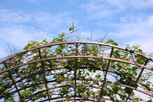 Front View On Brown Metal Forging Pergola Above Blue Sky With Beautiful Clouds On Sunny Summer Day