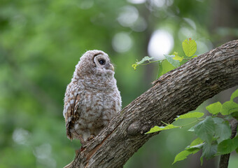 Wall Mural - Barred owl owlet perched on a low branch in the forest in Canada
