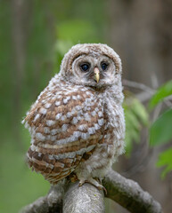 Wall Mural - Barred owl owlet perched on a low branch in the forest in Canada