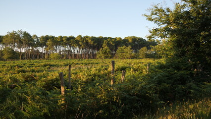 Landes, praires et forêt de pins