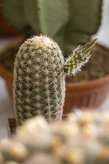 Wall Mural - Cactus flower bud in detail.