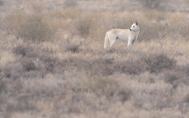 Wild dingo (Canis lupus dingo) in saltbush and chenopod shrubland, South Australia