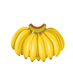 Wall Mural - Banana branch vector illustration. Yellow ripe tropical fruits, bananas cluster in cartoon style, isolated