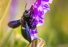 Violet Carpenter Bee Xylocopa Violacea Pollinates A Purple Flower On A Field. Europe, Austria. Bee Background