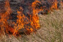 Burning Old Dry Grass. Tongues Red Flame And Burning Dry Yellowed Grass In Smoke