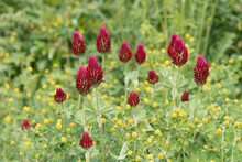 Red crimson clover flowers in a wildflower bed surrounded by yellow hop trefoil