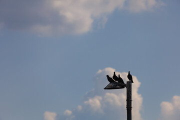 4 pigeons on a street lamp