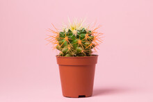 Small Cactus In A Pot On A Pink Background. Home Plant