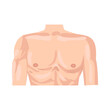 Male chest flat icon. Colored vector element from body parts collection. Creative Male chest icon for web design, templates and infographics.