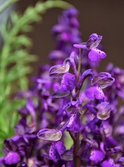 Canvas Print - close up of purple flower