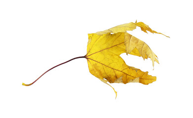 Wall Mural - autumn yellow maple dry leaf isolated
