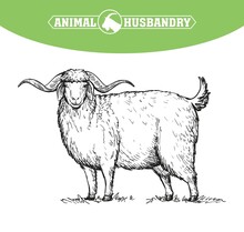 Angora Goat With Large Saggy Ears And Long Wool, Animal Husbandry, Hand Drawn Illustration