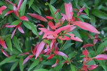 A Unique Plant With Lush Green Leaves And A Few Red Leaves On The Shoots Called Photinia Frasieri