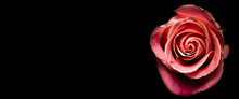 Pink Rose On A Black Background Close-up. Beautiful Flowers. Banner