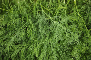 Wall Mural - A pile of fresh green dill