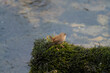 Wren (Troglodytes troglodytes) standing on a moss covered rock at the side of a stream