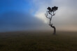 © Cavan Images - tree in madeira island Portugal