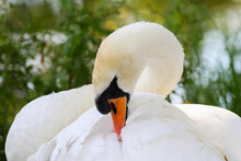 Elegant Mute Swan Tucks Its Orange Beak Into White Wing Feathers. Closeup Wild Graceful Bird. Blurred Green Background. Dublin, Ireland